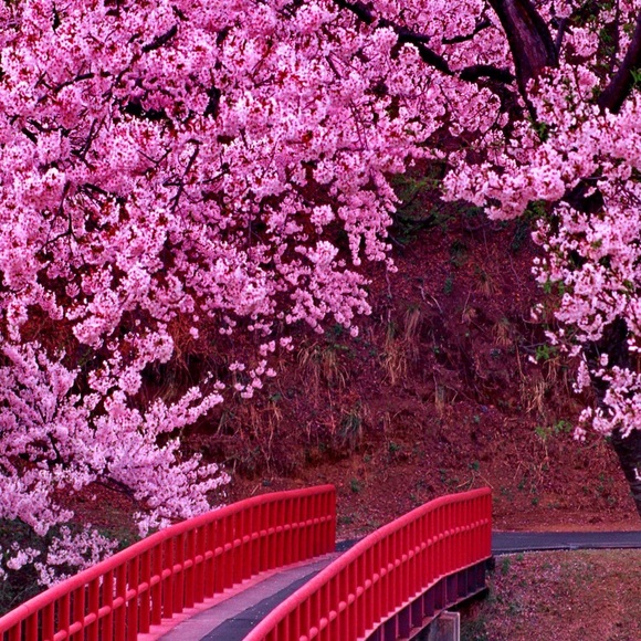 Meet your Posher, Diego - Picture 1 of 1